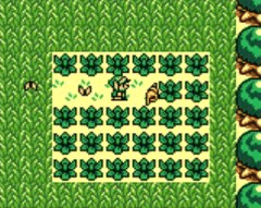 Zelda: Link's Awakening: All Secret Seashells Map and Locations